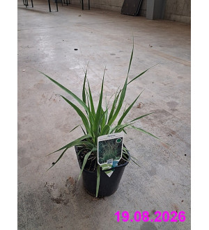 Molinia arund. 'Karl Foerster' C 2 L